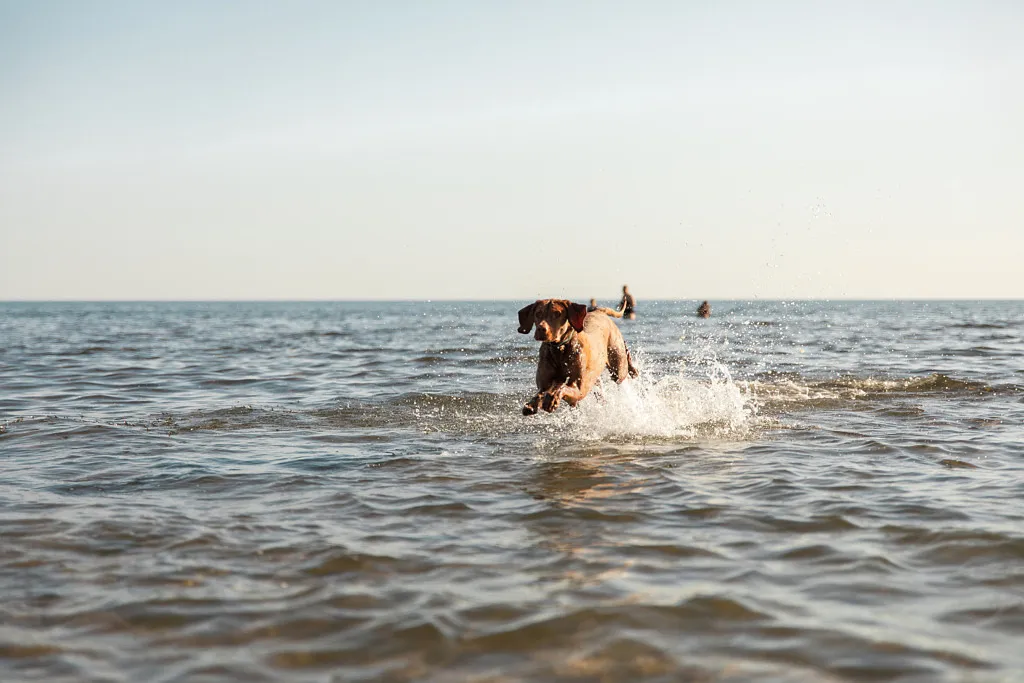 Hundebad in Falkenberg