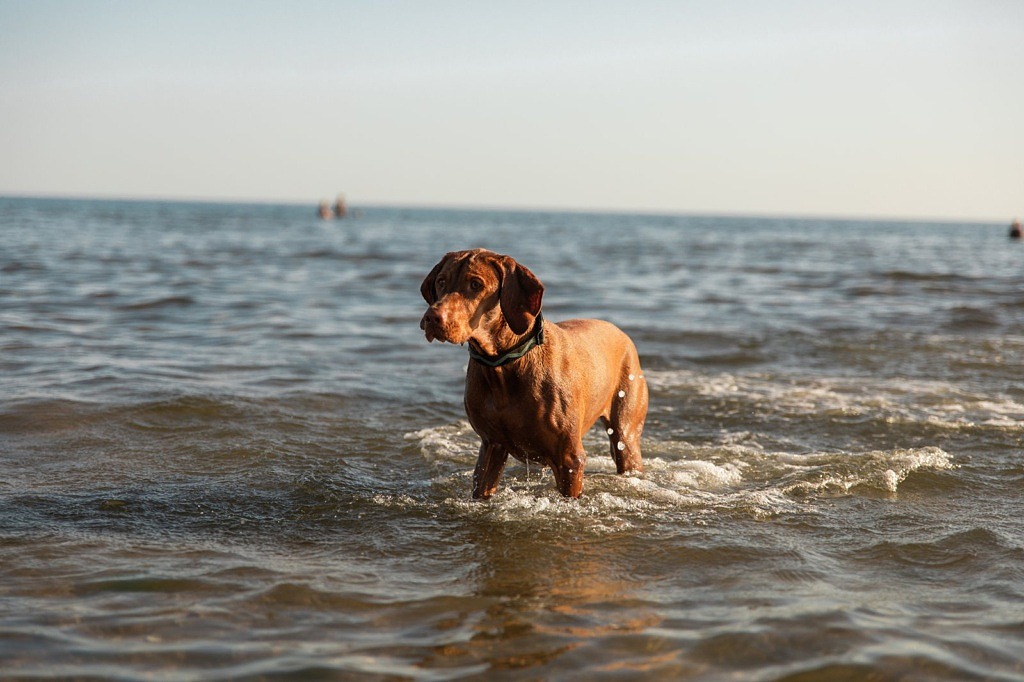 en brun hund står i havet