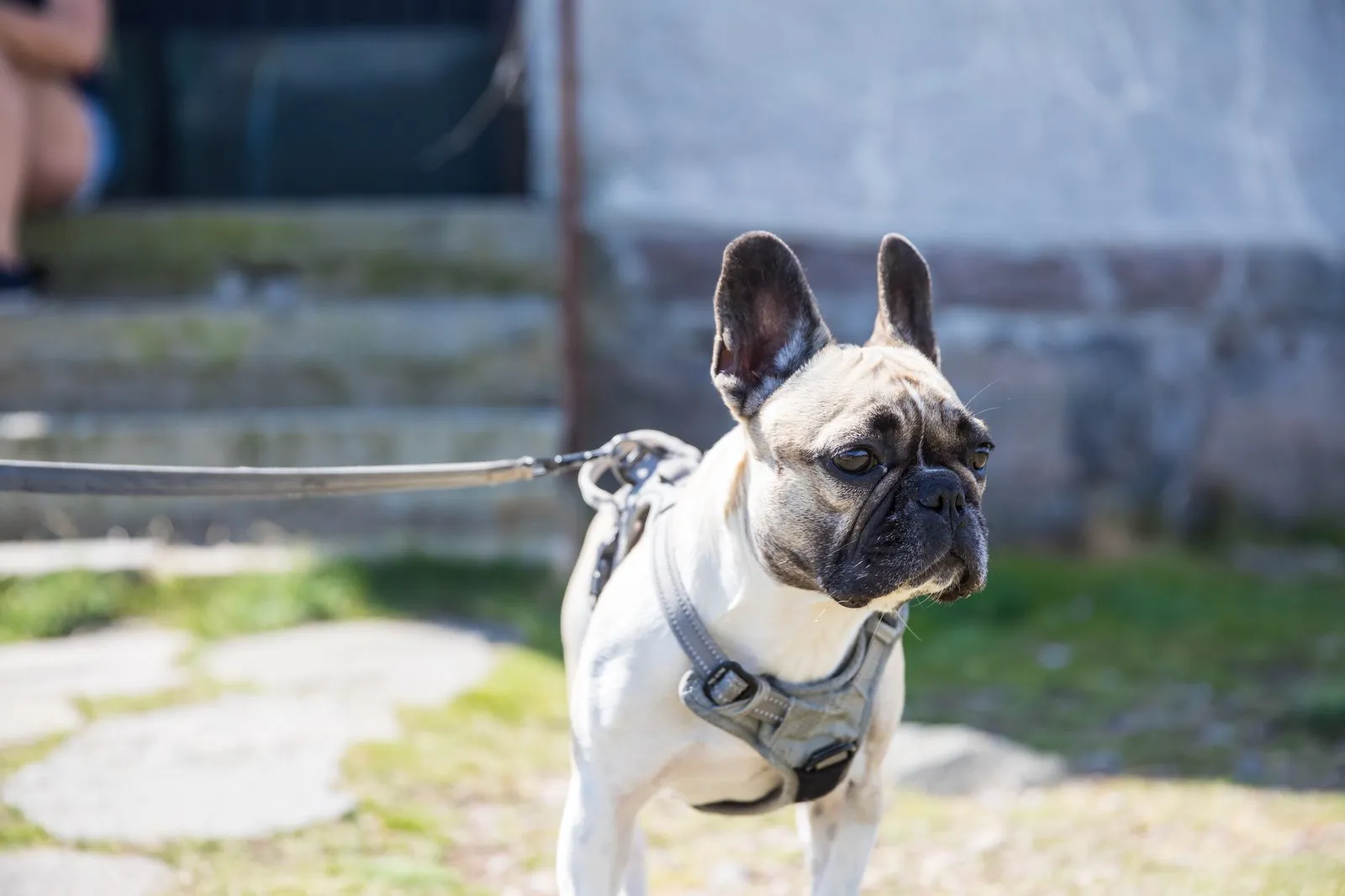 hund