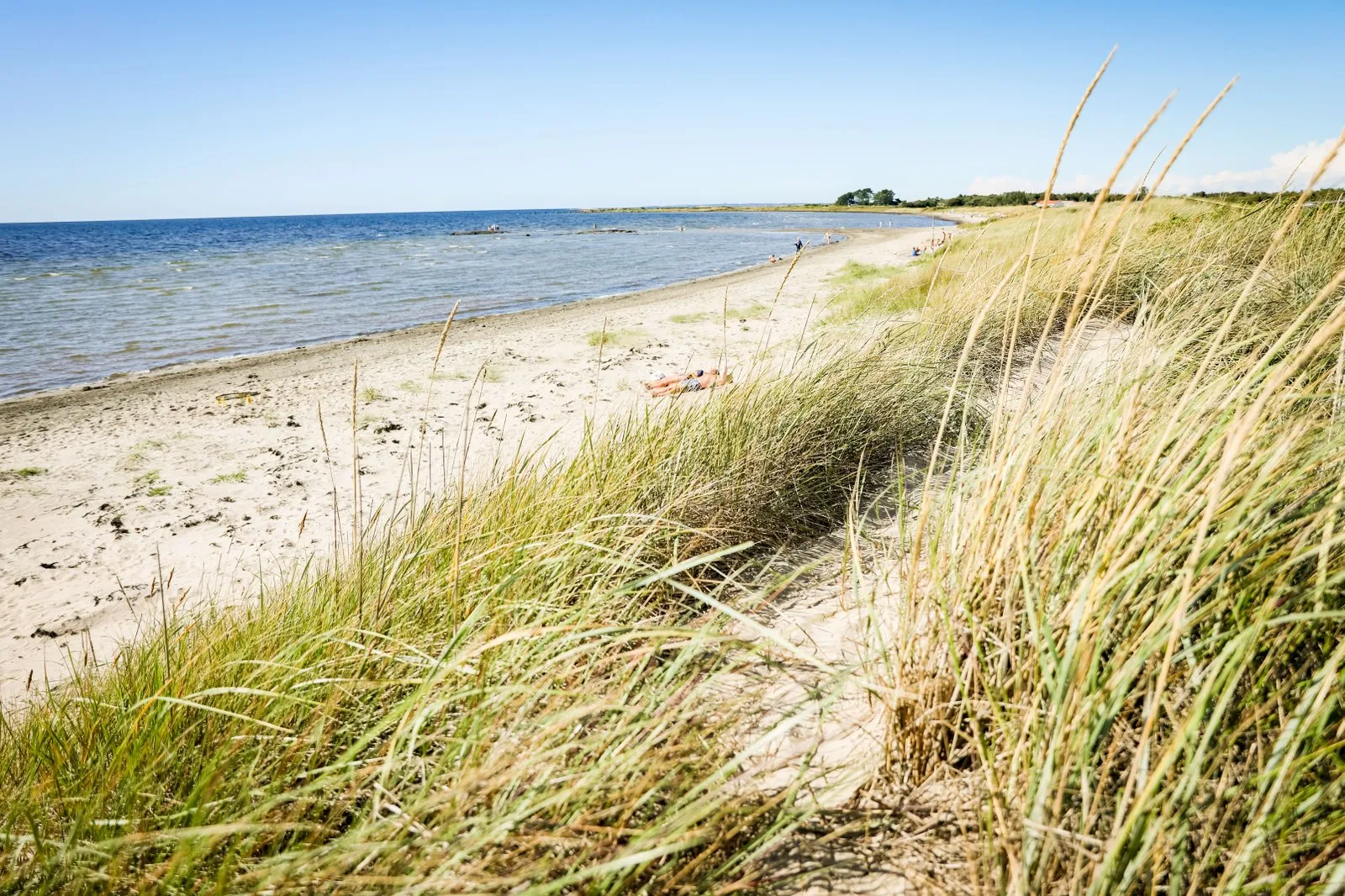 En sandstrand med strandråg i förgrunden.