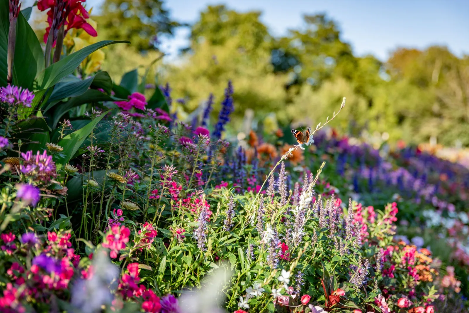 blomsterpromenad blommor skansen