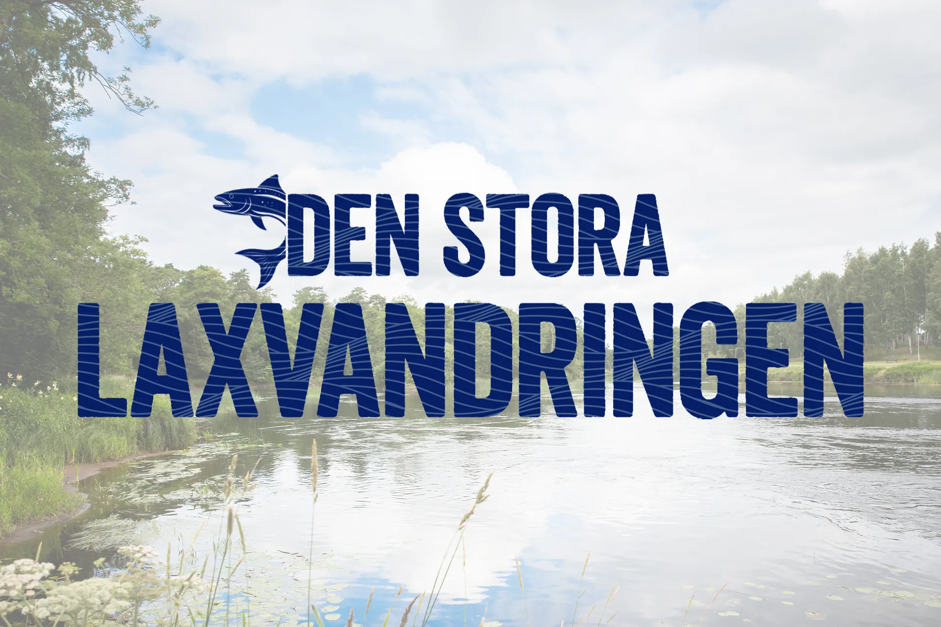 den stora laxvandringen