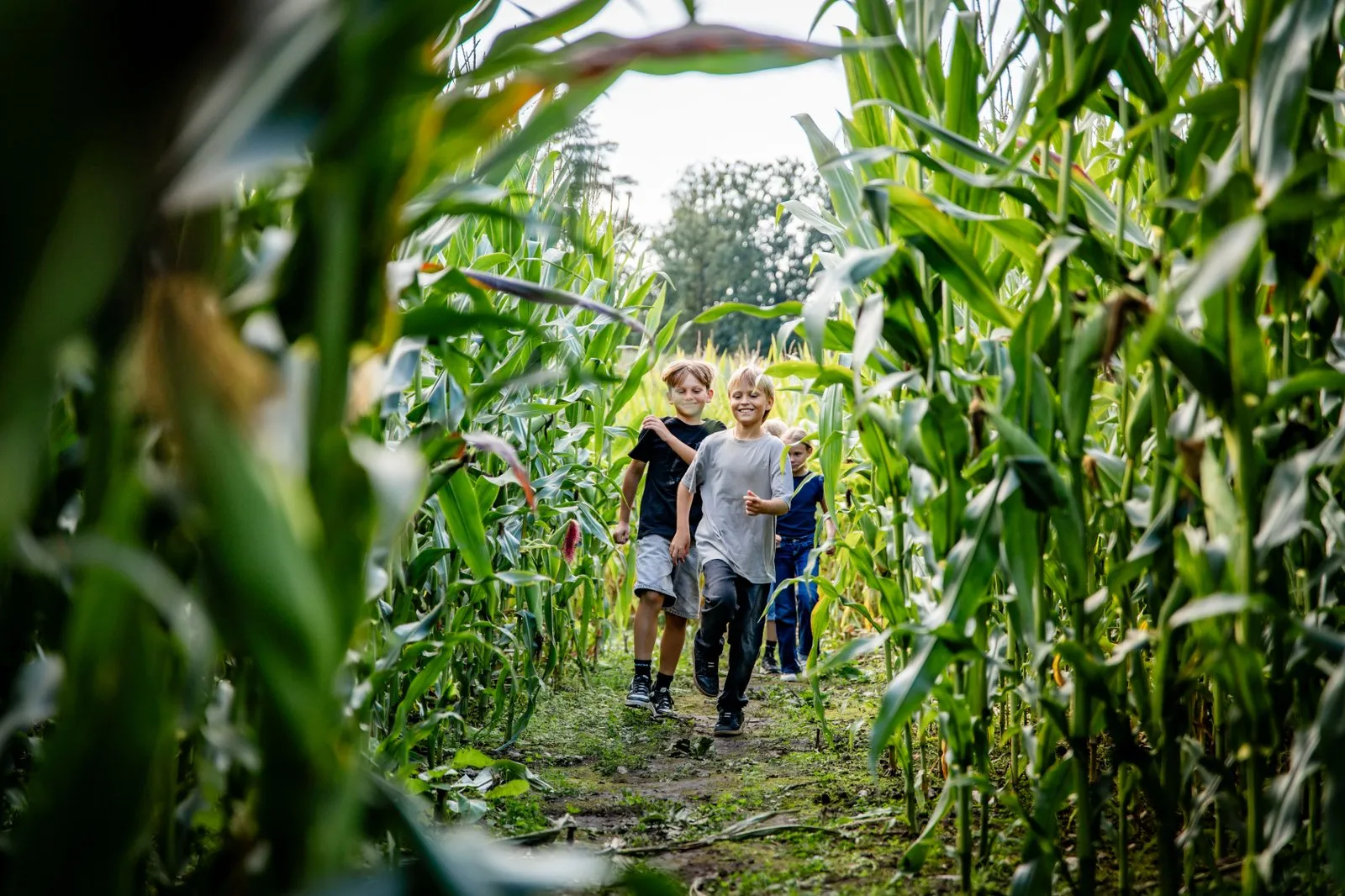 Barn springer i en majslabyrint