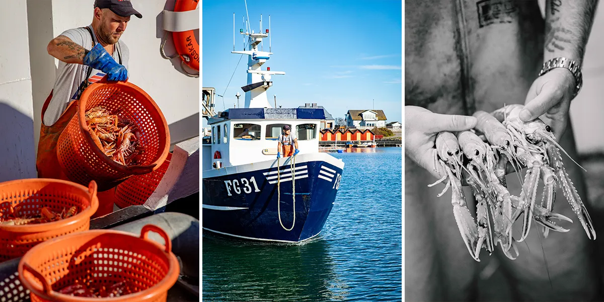 collage på kräftor och fiskare i båt.