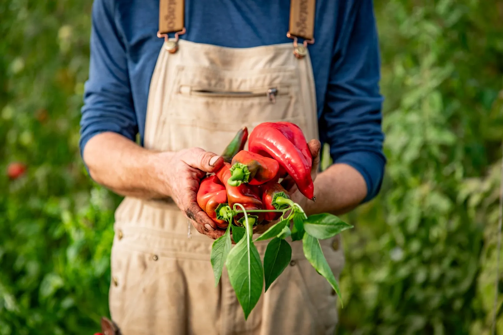 kärrets grönsaker chil paprika