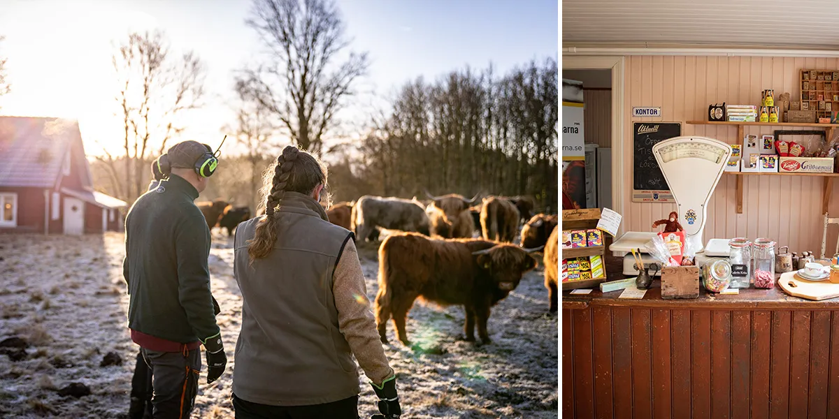 collage med en bild från en gammaldags lanthandel köpmansdisk med en gammal våg samt en bild där några personer går i en frostig hage med kossor.