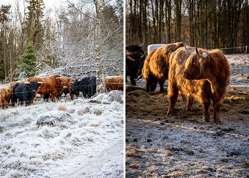 Highland cattles i vinterlandskap.