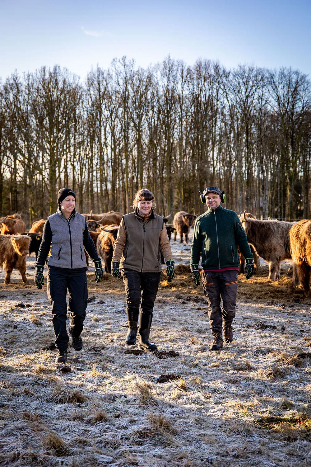 Tre lantbrukare går i en frostig hage med kossor i bakgrunden.