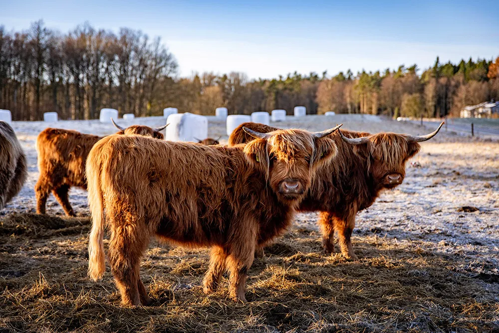Higland cattle i en vinterhage.