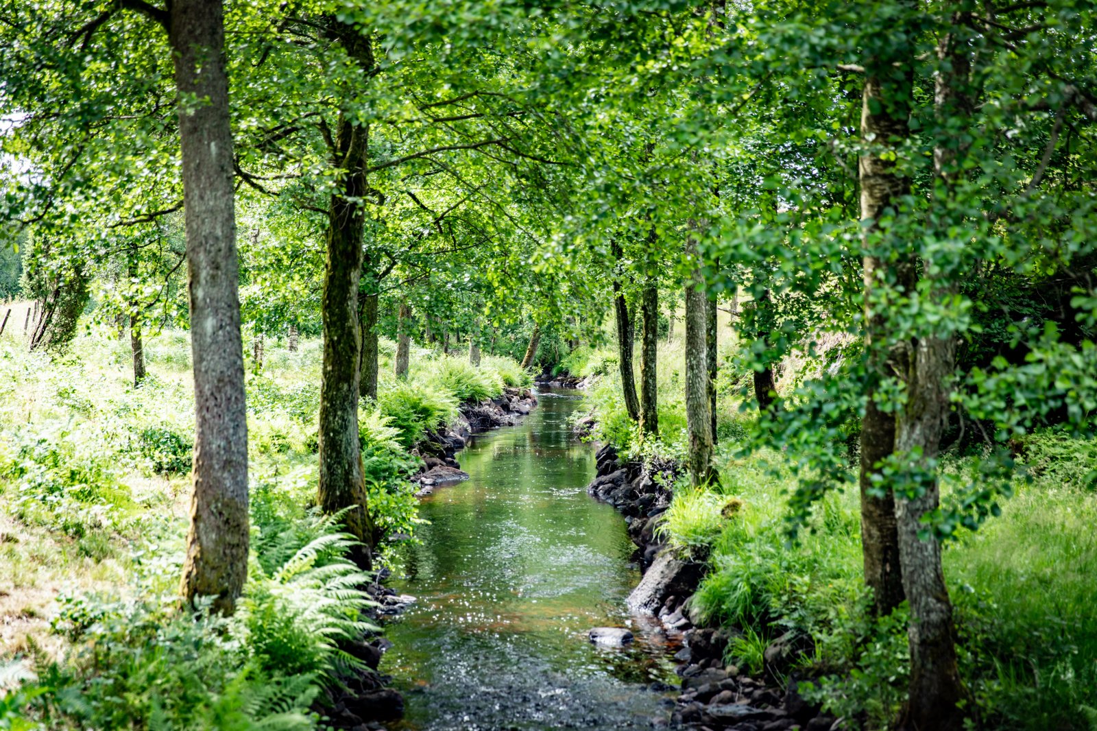 Vy vid porlande bäck som kantas av gröna träd på Östdanmarks vandringsled i Älvsered