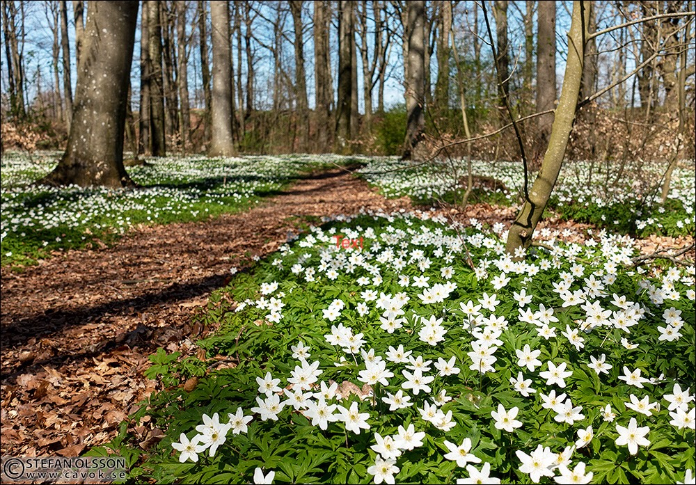 Poängpromenad med skogsbingo