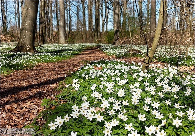 Poängpromenad med skogsbingo
