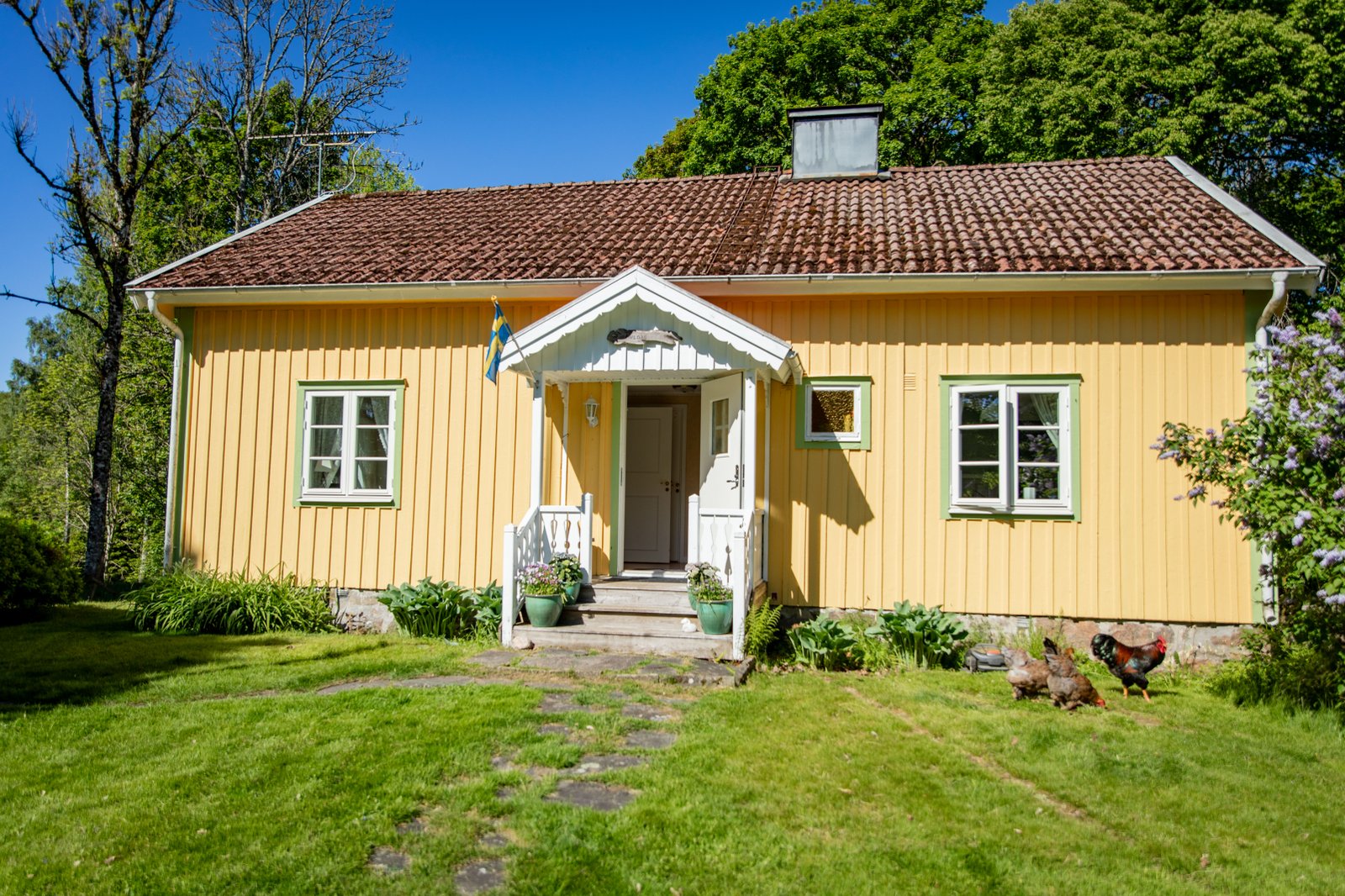 en gul villa med hönor på gräsmattan