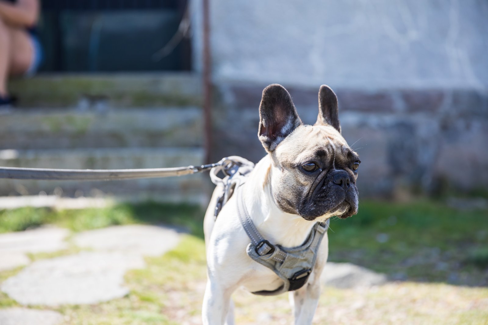 Vit hund