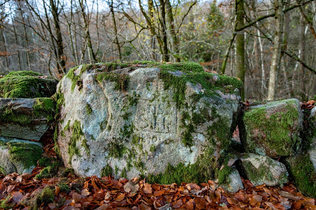 Fotovandring i Musåns naturreservat